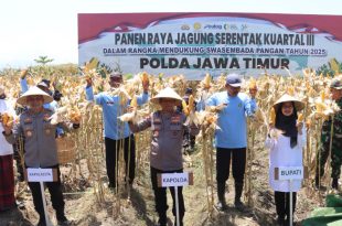 Panen Jagung Serentak di Banyuwangi, Bulog Catat Sejarah Serap Hasil Produksi Lokal