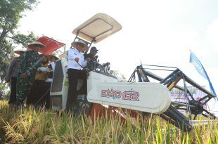 Dukung Swasembada Pangan Presiden, Pemkab dan Pupuk Kaltim Panen Demplot Padi di Banyuwangi