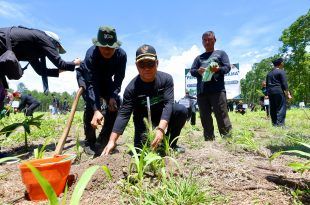 Hijaukan Kembali 489 Hektar Perhutani dan Forkopimda Banyuwangi Galakkan Reforestasi Massal