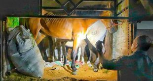 Karantina Jatim Gagalkan Pengiriman Enam Kuda Pacu Ilegal di Pelabuhan Tanjung Wangi