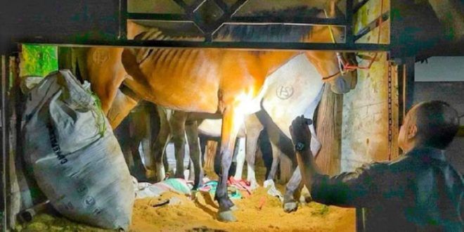 Karantina Jatim Gagalkan Pengiriman Enam Kuda Pacu Ilegal di Pelabuhan Tanjung Wangi